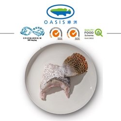 Oasis Giant Grouper Collar